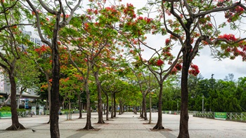 铜锣湾附近的维多利亚公园入口处种植了一排排的凤凰木作为地标树。初夏时节，游人能在嫣红姹紫的季节中享受这条猩红千点的林荫大道。